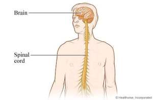 The brain and spinal cord make up the Central Nervous System
