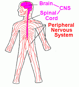 Peripheral Nervous System (PNS)